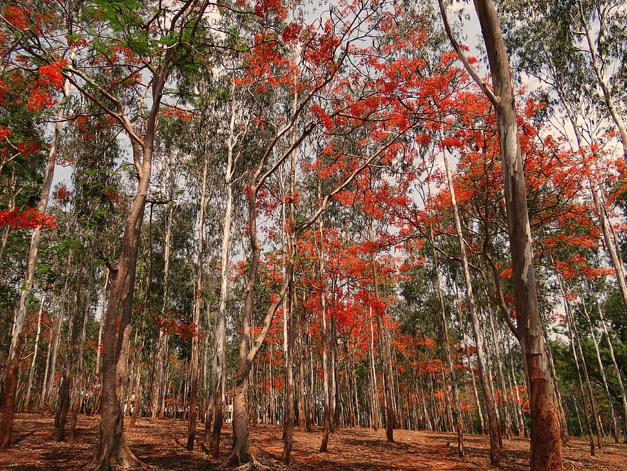 Eucalyptus, Trees, Forest, Blooming, eucalyptus trees, delonix regia, HD wallpaper