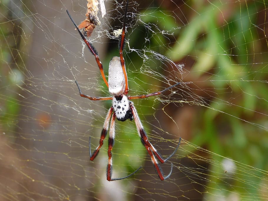 Spider, Garden, Insect, spider web, one animal, survival, animal themes HD wallpaper