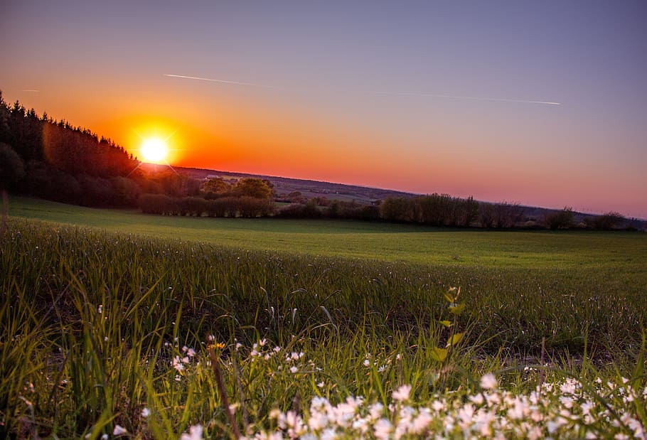 grassy field sunset