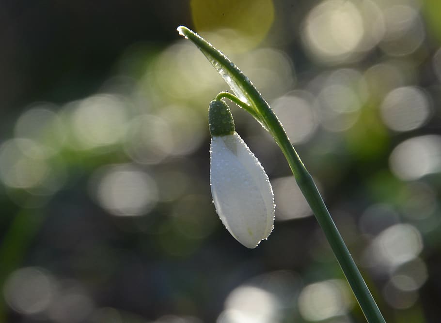 forest, snowdrop, spring, close-up, focus on foreground, plant HD wallpaper