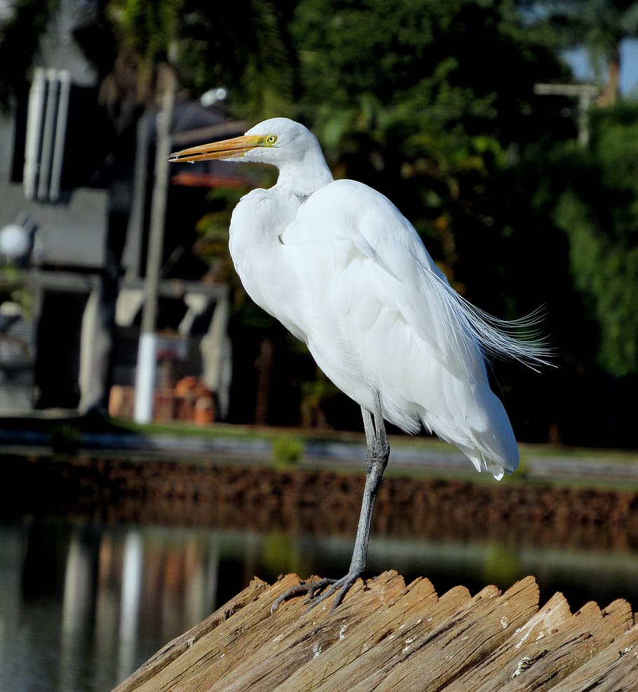 Heron, White, Bird, Forests, great, encyclopedia, fish, one animal HD wallpaper