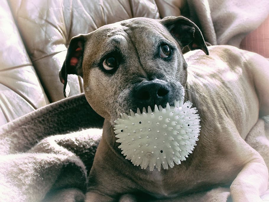 Dog, View, Pitbull, Mazel, Animal, dog view, one animal, pets HD wallpaper