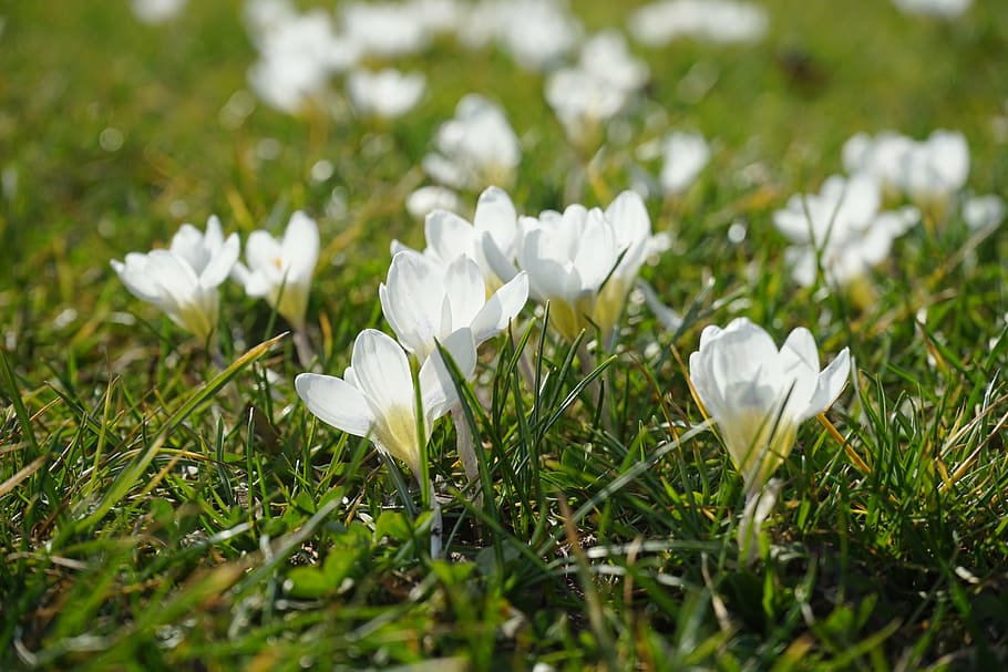crocus, white, light, flower, spring, bühen, colorful, beautiful HD wallpaper