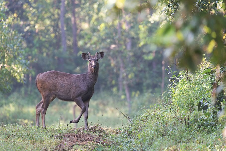 brown deer near tree, woodland, forest, path, track, one animal HD wallpaper