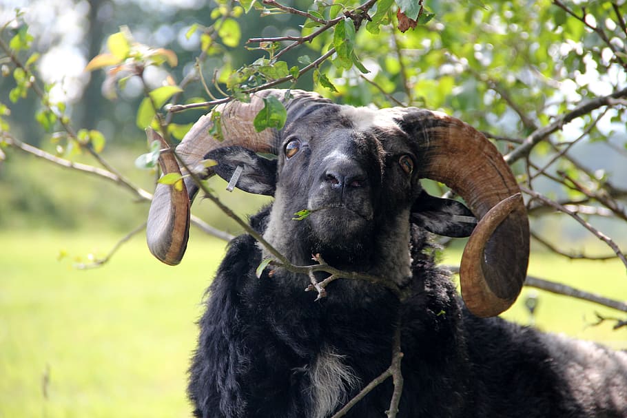 may, both, agriculture, animals, horn, sheep, ram, male sheep HD wallpaper