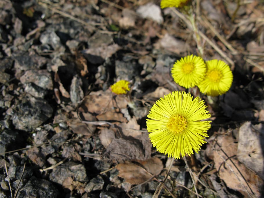spring, flower, yellow, nature, the land, flowering plant, freshness HD wallpaper