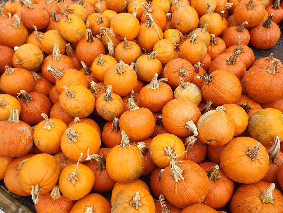 pumpkin lot, pumpkins, vegetables, fall, halloween, autumn HD wallpaper