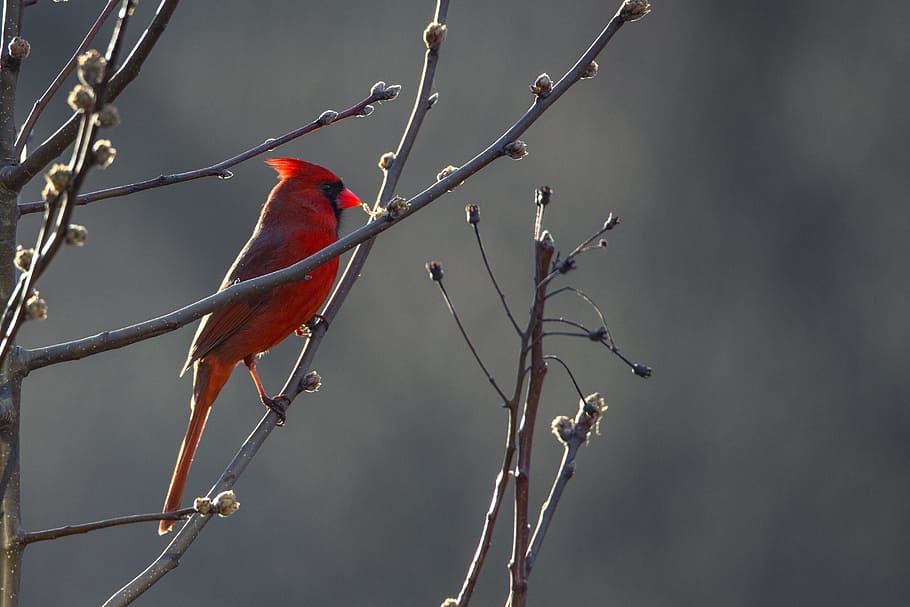 Cardinal, Bird, Nature, Wildlife, red, beak, northern, ornithology HD wallpaper