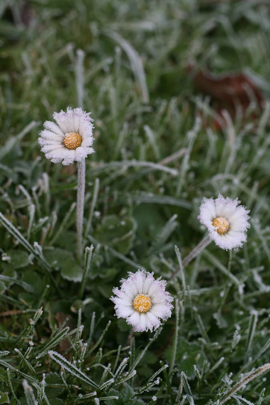 Daisy, Ice, Cold, Icy, Frozen, Meadow, blades of grass, winter HD wallpaper