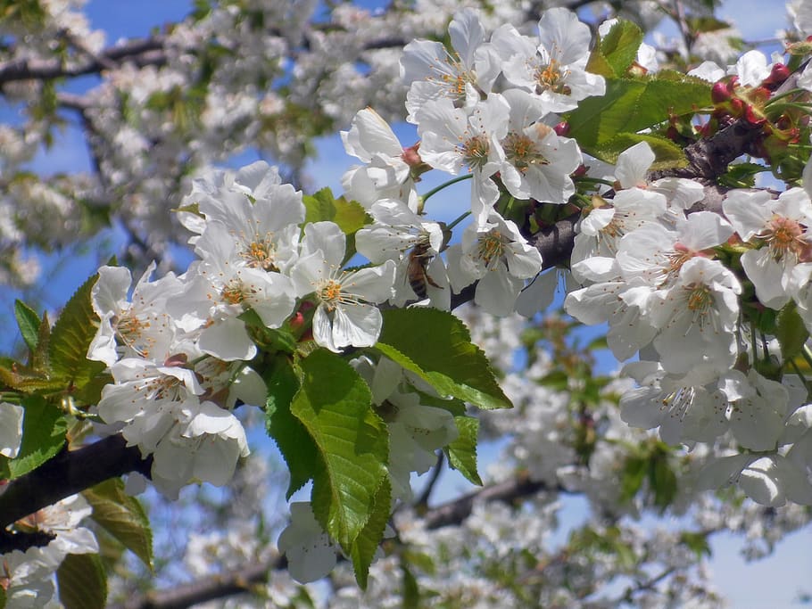 cherry, bee, flowers, bloom, spring, pollination, insect, petals HD wallpaper