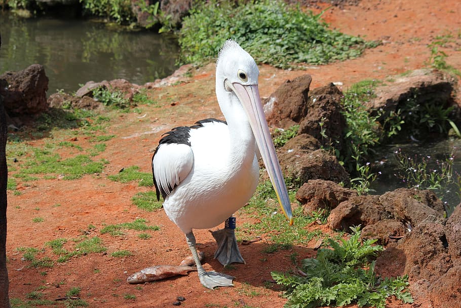Pen, Webbed, Water, park, bird, one animal, animal wildlife HD wallpaper