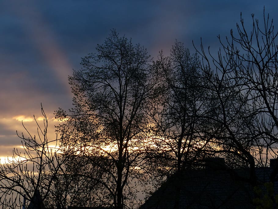 Sunbeam, Sunset, Mood, Romantic, Idyll, trees, evening, bare tree HD wallpaper