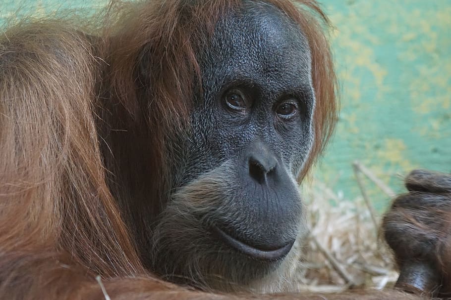 Monkey, Zoo, Portrait, animal, orangutan, primate, wildlife HD wallpaper