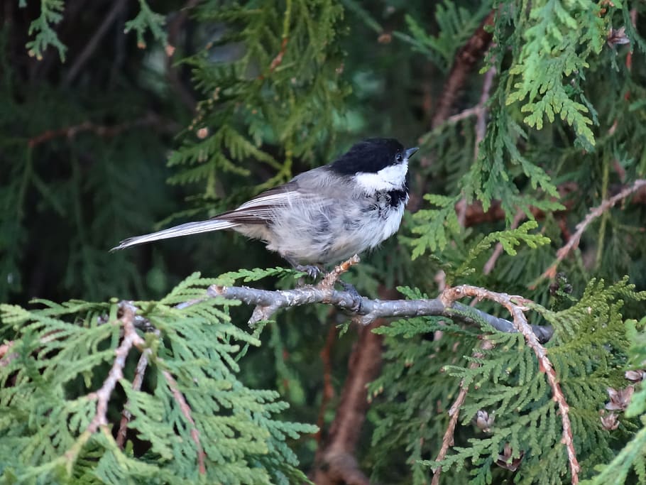 Chickadee, Bird, Nature, one animal, animals in the wild, animal wildlife HD wallpaper