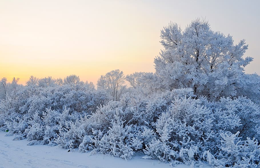 snow-covered plants and trees during daytime, winter, landscape HD wallpaper