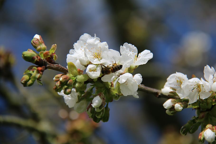 Bee, Cherry, Tree, Flower, Forager, cherry blossoms, white flower HD wallpaper