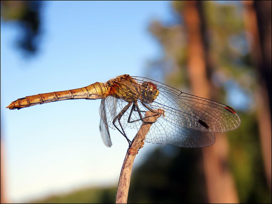 strekozets, nature, insect, invertebrate, focus on foreground HD wallpaper