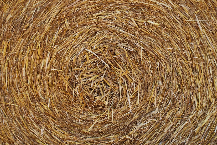 hay, yellow, nature, campaign, italy, wheat, straw, agriculture