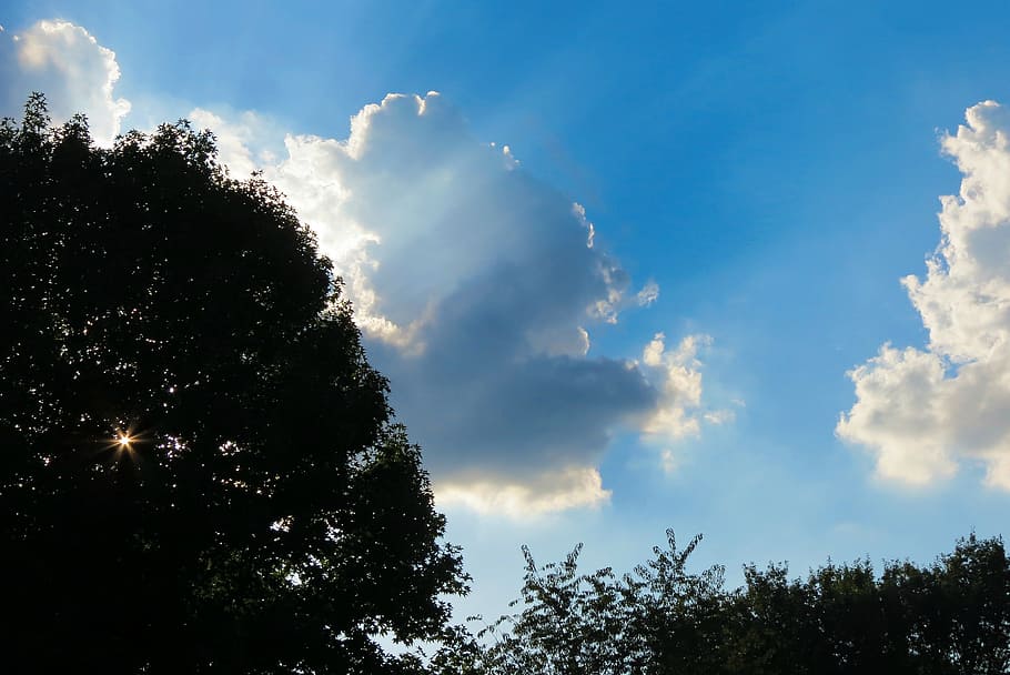 sunshine, clouds, blue sky clouds, tree, cloud - sky, plant HD wallpaper