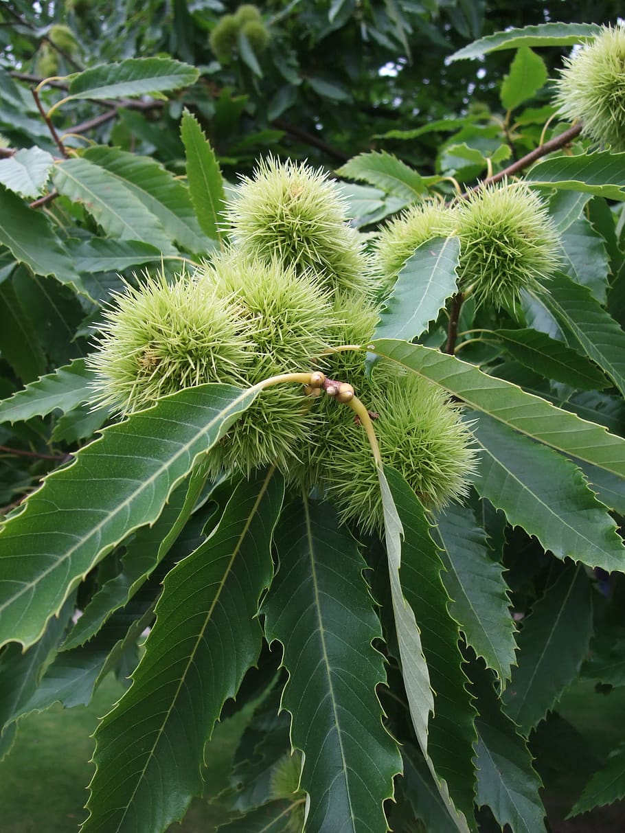 sweet chestnut, tree, park, green color, plant, growth, leaf HD wallpaper