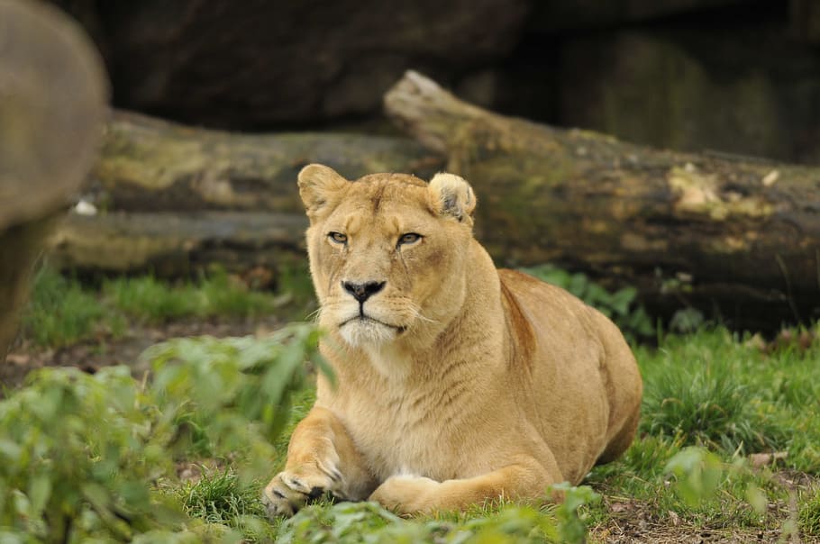 zoo, hellabrunn, munich, animal wildlife, feline, animals in the wild HD wallpaper