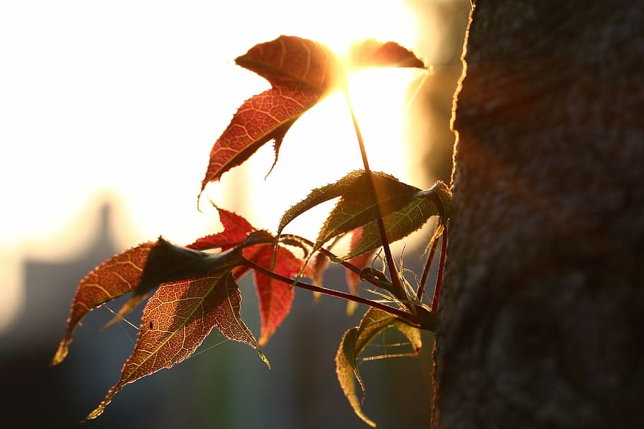 foliage, sunset, shadow, plant, nature, leaf, close-up, plant part HD wallpaper