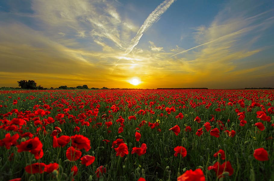clouds, horizon, landscape, nature, poppies, poppy field, red, HD wallpaper