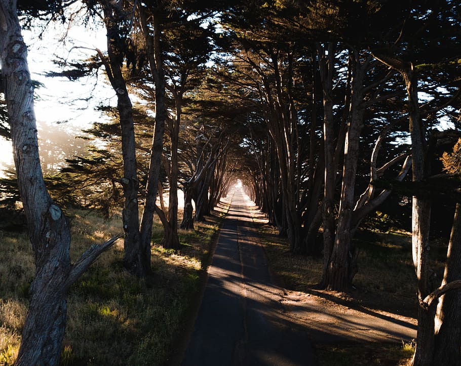 long exposure photography of road, view road with trees in each side HD wallpaper