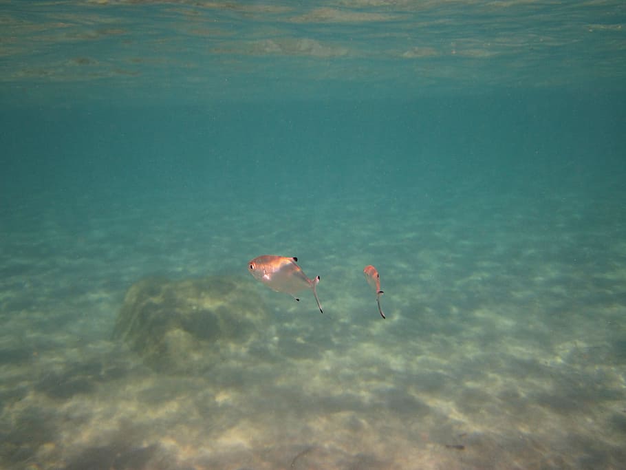 puffer fish underwater, animal, blue, deep, dive, diving, marine, HD wallpaper
