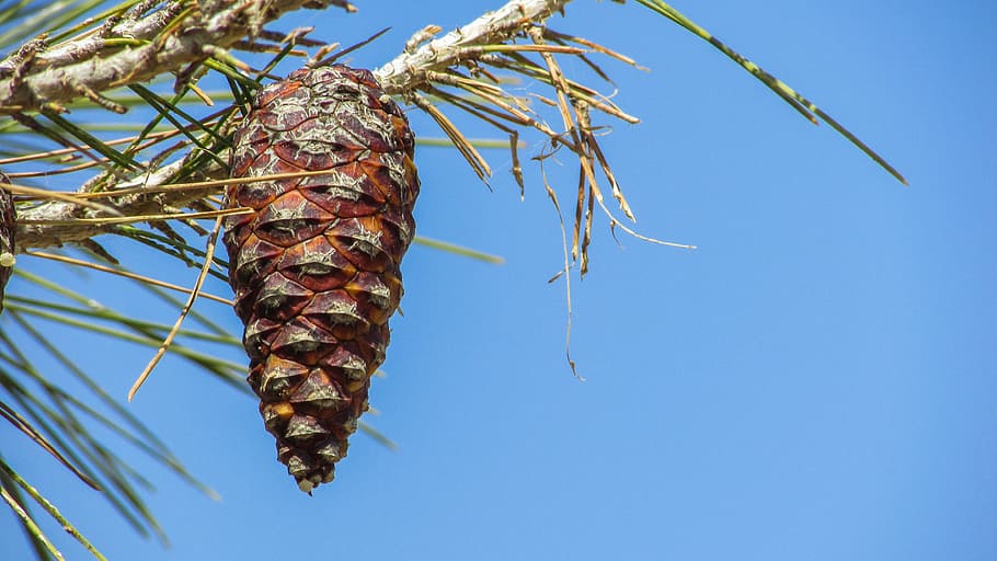 pine cone, tree, nature, plant, brown, pine tree, food and drink HD wallpaper