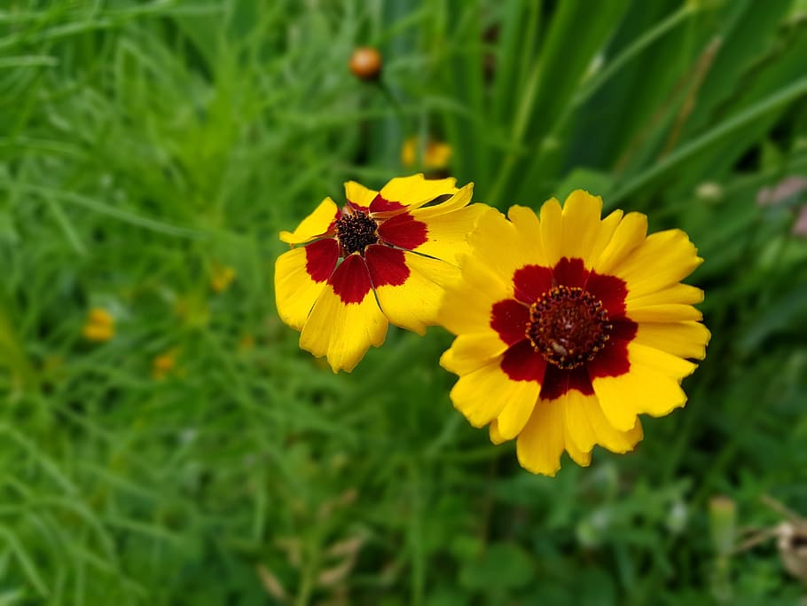 summer, flowers, flowering plant, fragility, yellow, vulnerability HD wallpaper