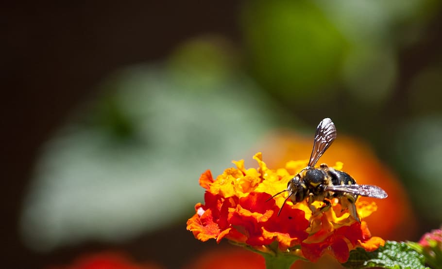 bee, flower, nectar, spring, insect, garden, honey, pollen HD wallpaper