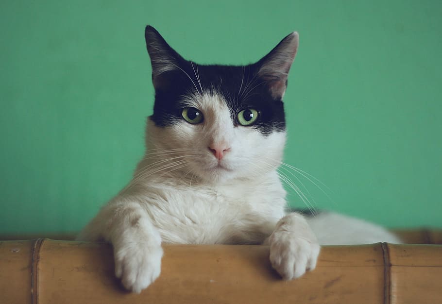 black and white cat lying on brown bamboo chair inside room, black and white cat HD wallpaper