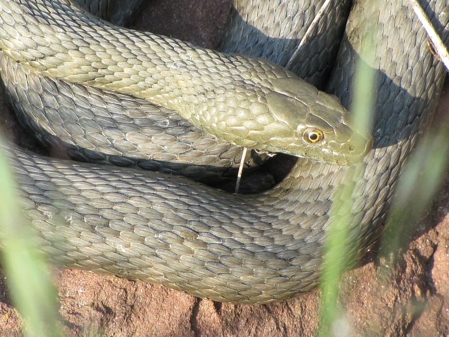 snake, cable car, relax, at the same time, reptile, animal themes HD wallpaper