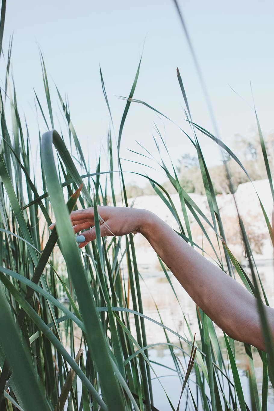 person touching green grass near body of water at daytime, person's arm on green grass HD wallpaper