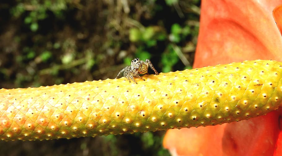 macro, insect, spider, hunter, guatica, animals in the wild HD wallpaper
