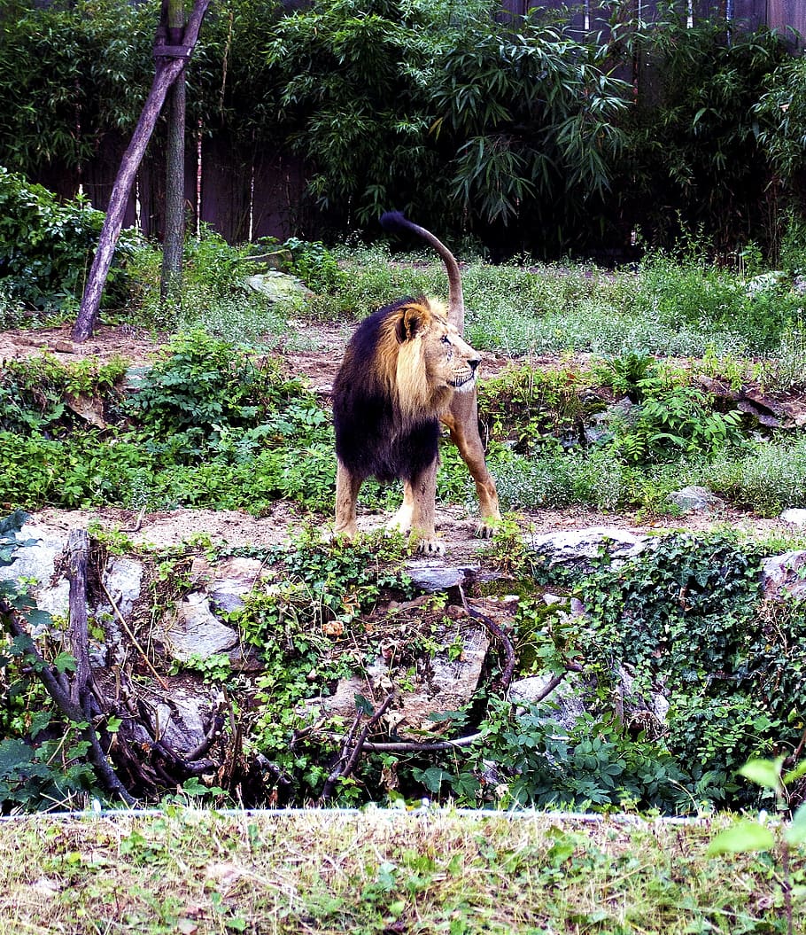 lion, predator, cat, zoo, king of the jungle, plant, mammal HD wallpaper