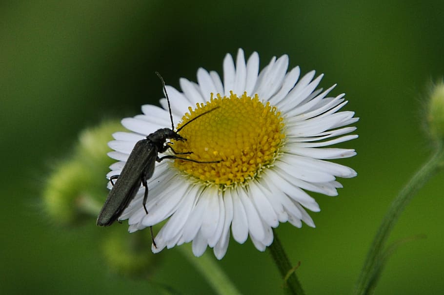 flower, insect, macro, animal themes, flowering plant, animal wildlife HD wallpaper