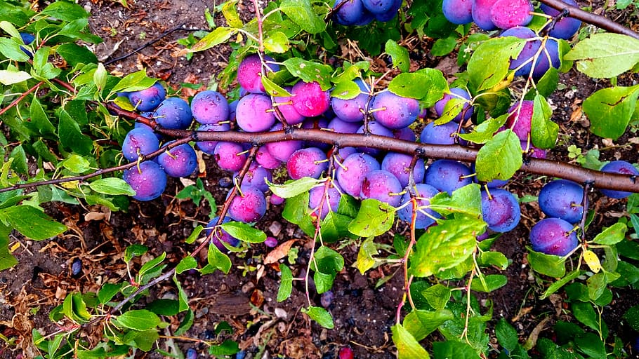 Plum, Nature, Greens, purple, growth, plant, leaf, bunch, plant part HD wallpaper
