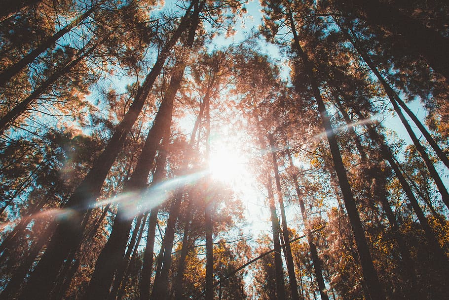 sunlight, rays, forest, nature, trees, trunks, sky, leaves HD wallpaper