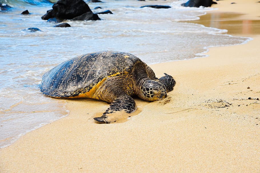 turtle on shore, beach, water, sand, sea, ocean, nature, seashore, HD wallpaper