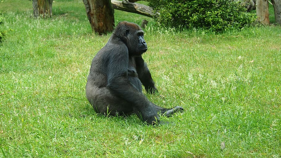 gorilla, face, zoo, monkey, ape, plant, grass, primate, animal HD wallpaper
