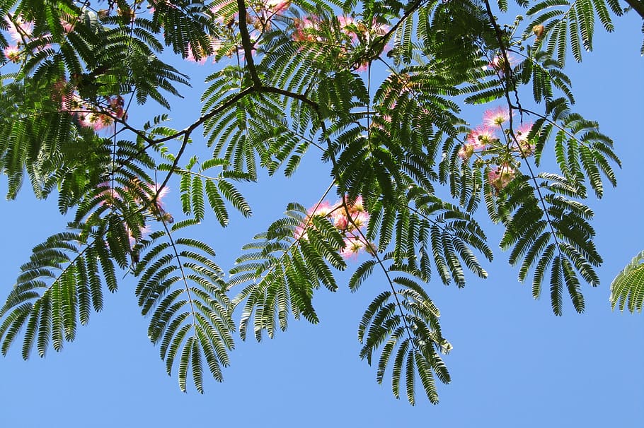 silk tree, blue sky, wallpaper, plant, growth, low angle view HD wallpaper