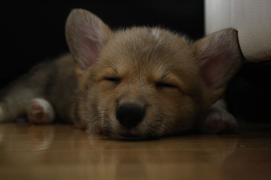 sleeping, corgi, dog, pet, cute, canine, breed, domestic, puppy HD wallpaper