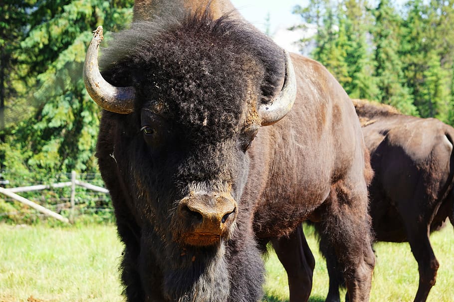 brown bull on green grass field during daytime, two bison at daytime HD wallpaper