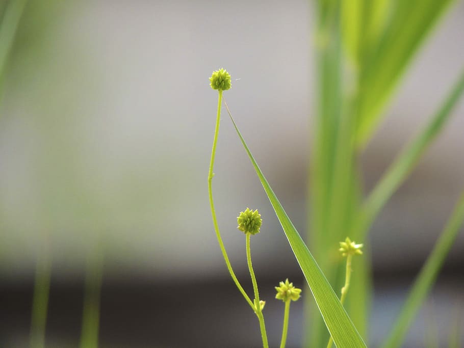 Bud, Green, Green, Spring, Flower, Macro, boy, plant, growth HD wallpaper