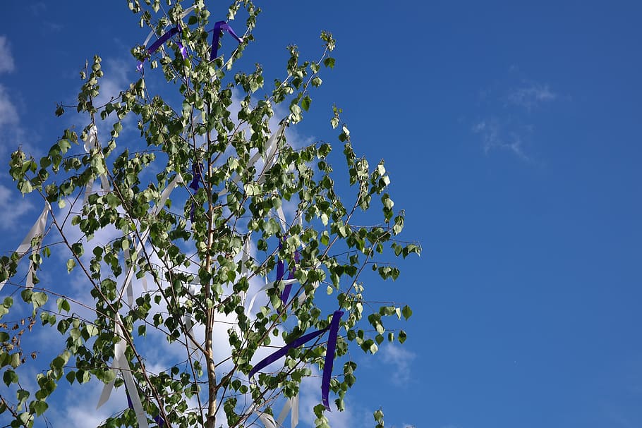maypole, tree, bands, flutter, wind, birch, custom, customs HD wallpaper