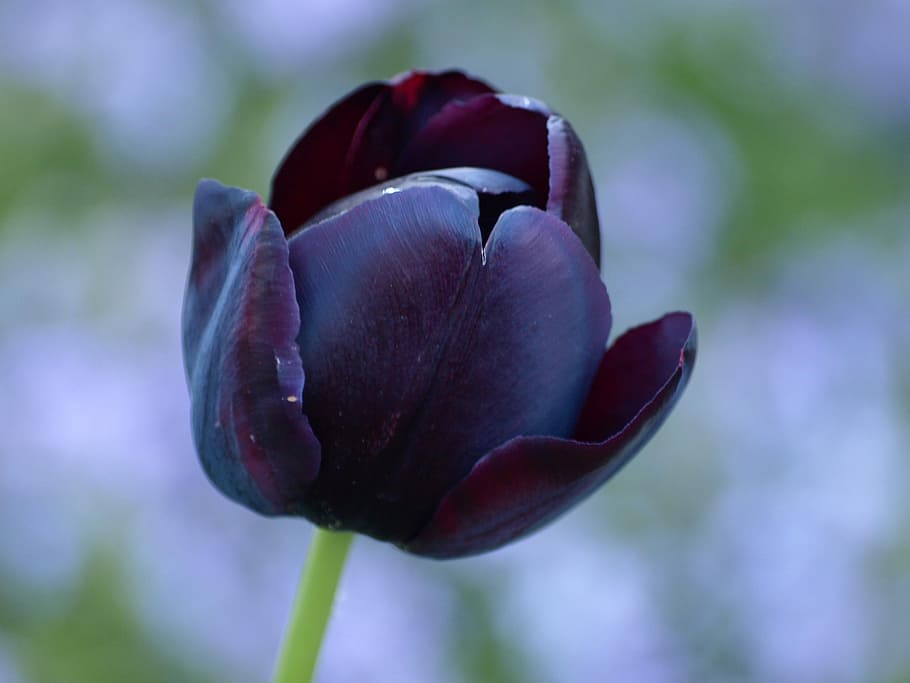 tulip, black, lily, spring, flowers, schnittblume, plant, beauty in nature HD wallpaper