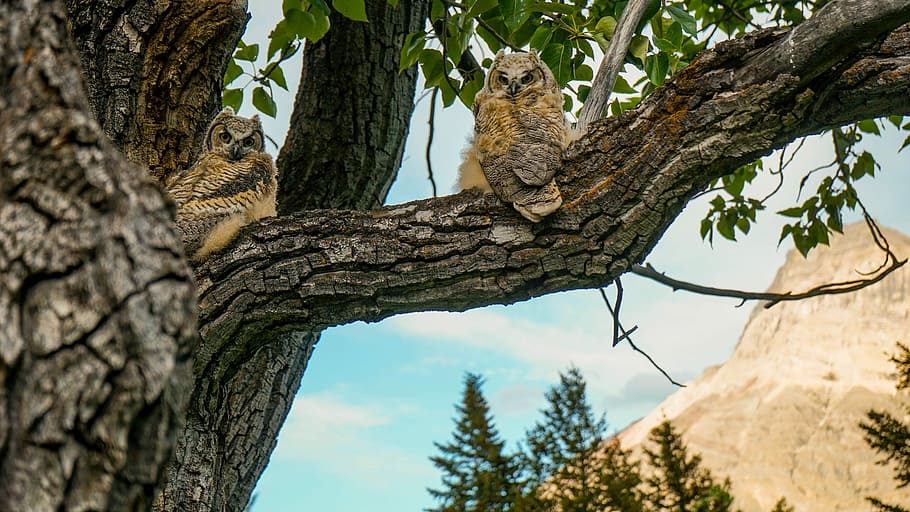 brown owl on tree, two brown-and-white owl on top of tree trunks HD wallpaper