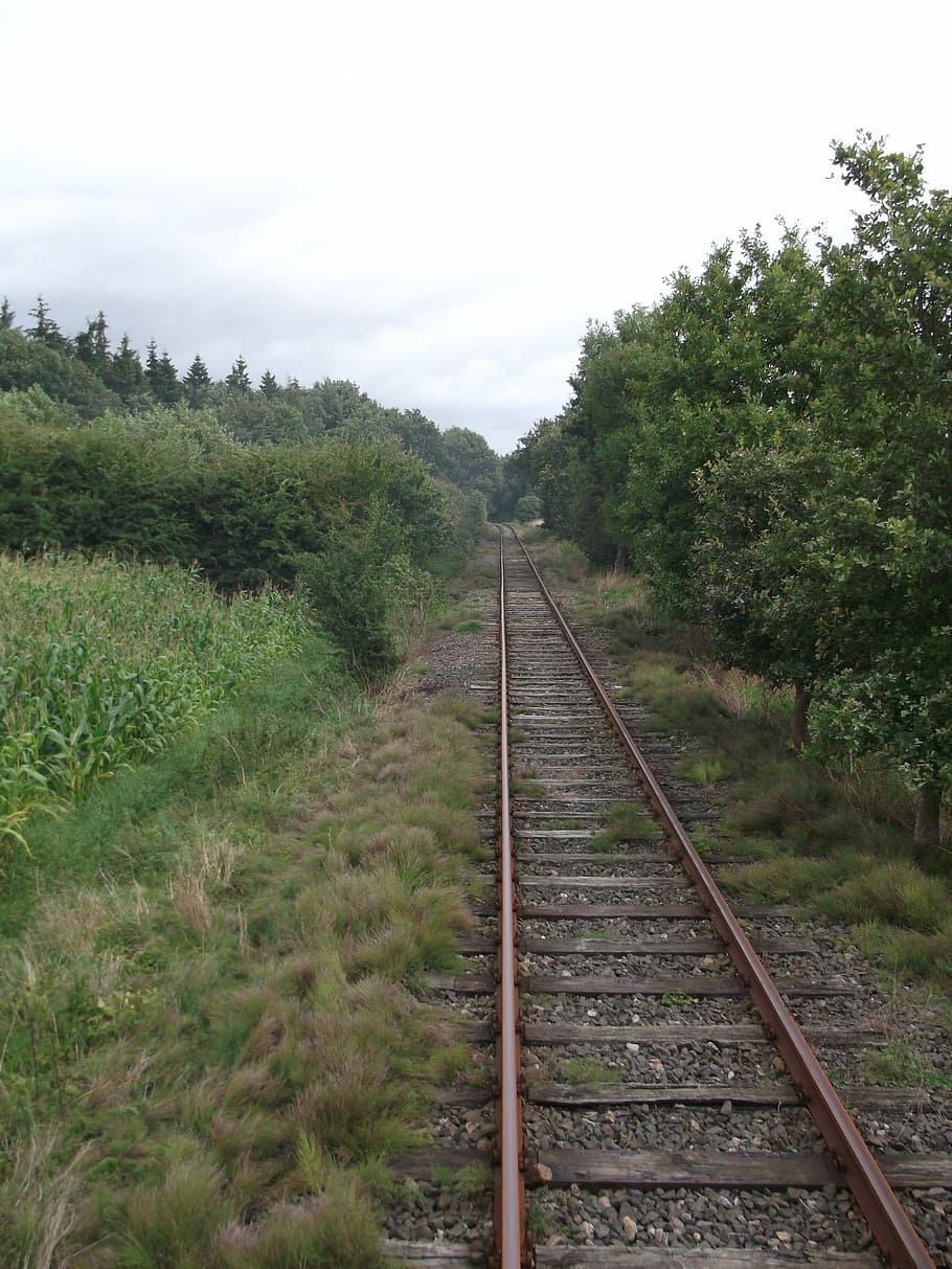railway, seemed, train, plant, rail transportation, track, railroad track HD wallpaper